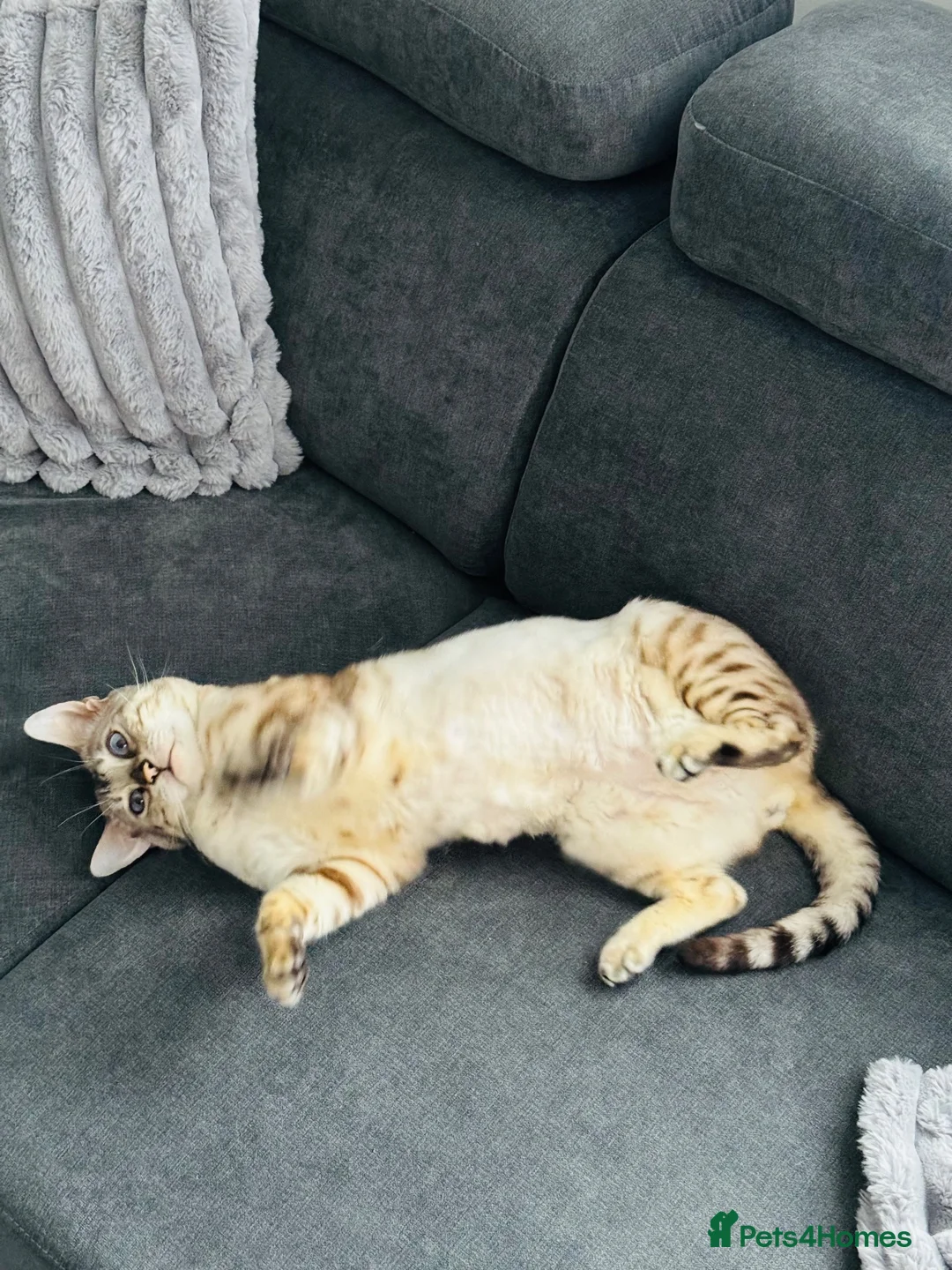 Bengal cats for sale: Gorgeous 4-Year-Old Snow Bengal Male 🐾 in Edinburgh - Advert 4