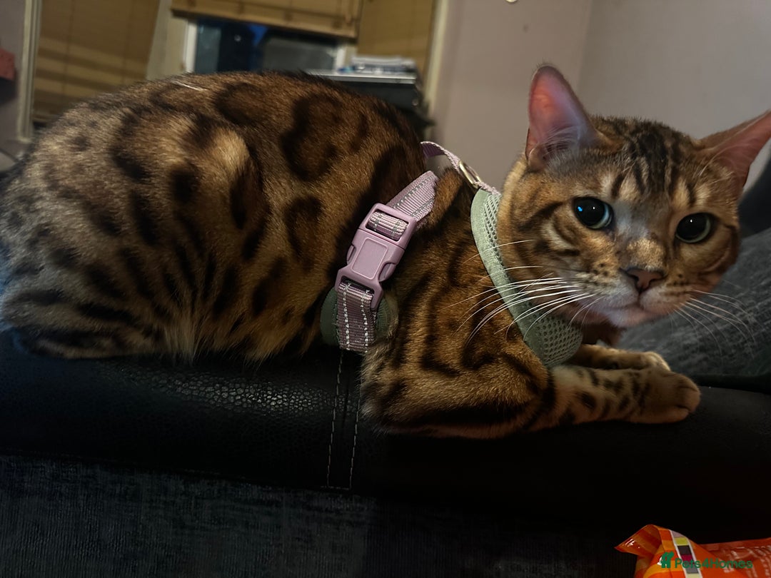 Bengal cats for sale: Lovely Bengal Kittens Looking for Loving Homes! 🐾 - Image 5