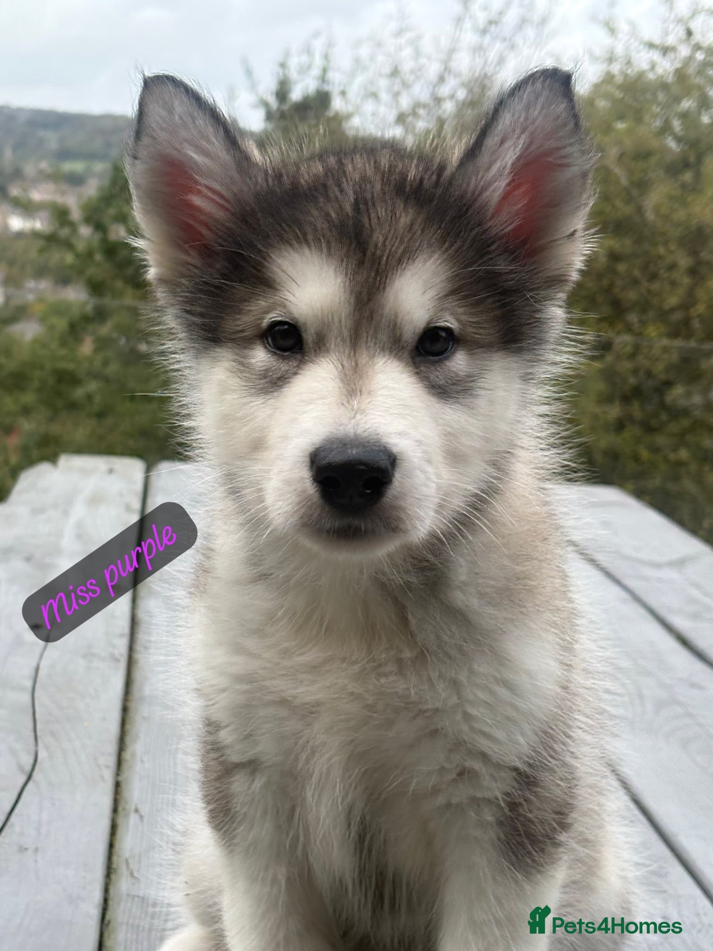 Alaskan Malamute dogs Champion Line KC Reg Alaskan Malamute Puppes    - Advert 2