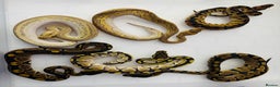 Python Snake reptiles for sale: Ball python hatchlings  - Advert 1