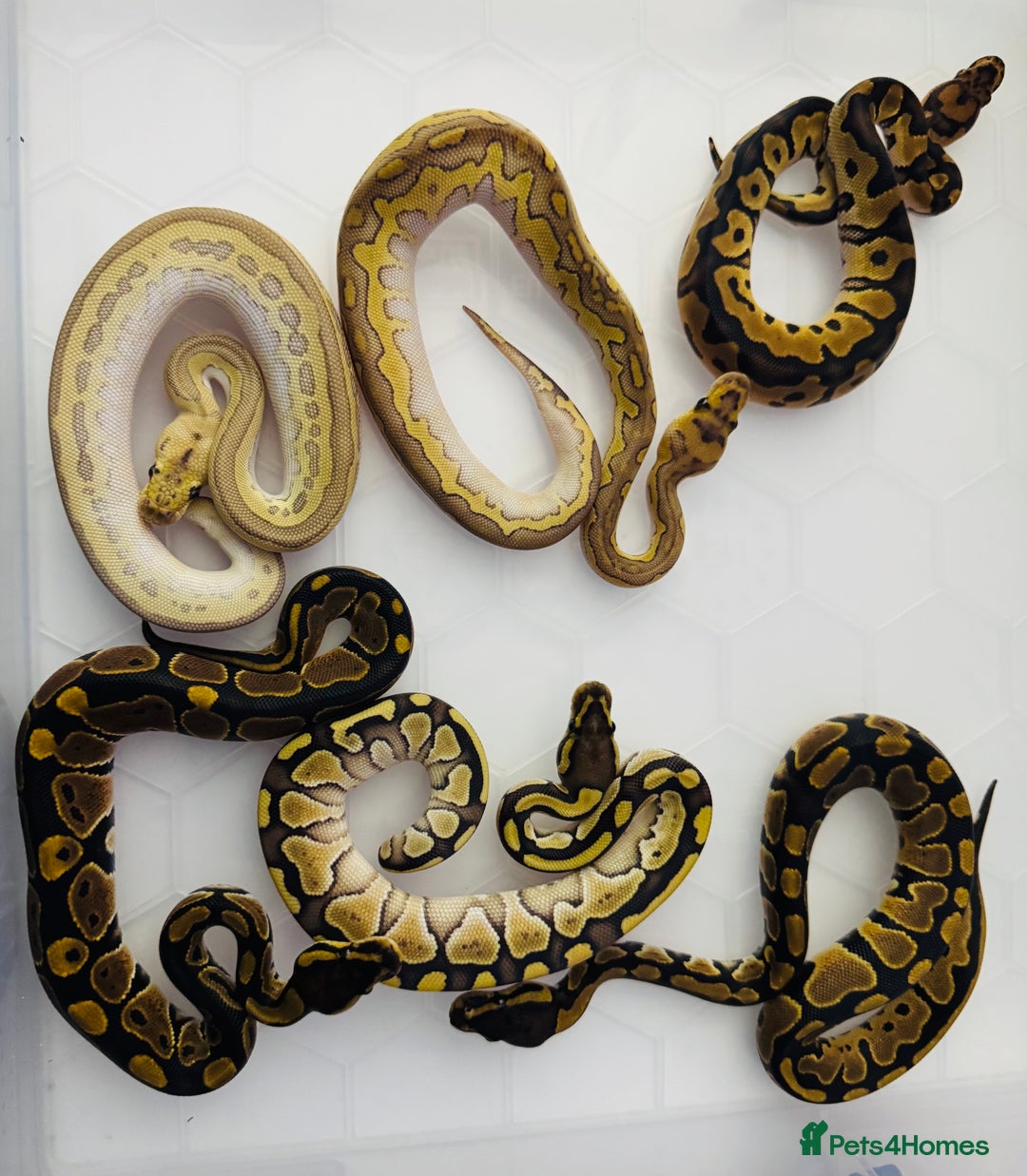 Python Snake reptiles for sale: Ball python hatchlings  - Advert 1