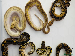 Python Snake reptiles Ball python hatchlings - Advert 1