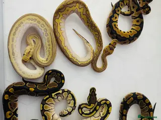 Python Snake reptiles Ball python hatchlings - Advert 21