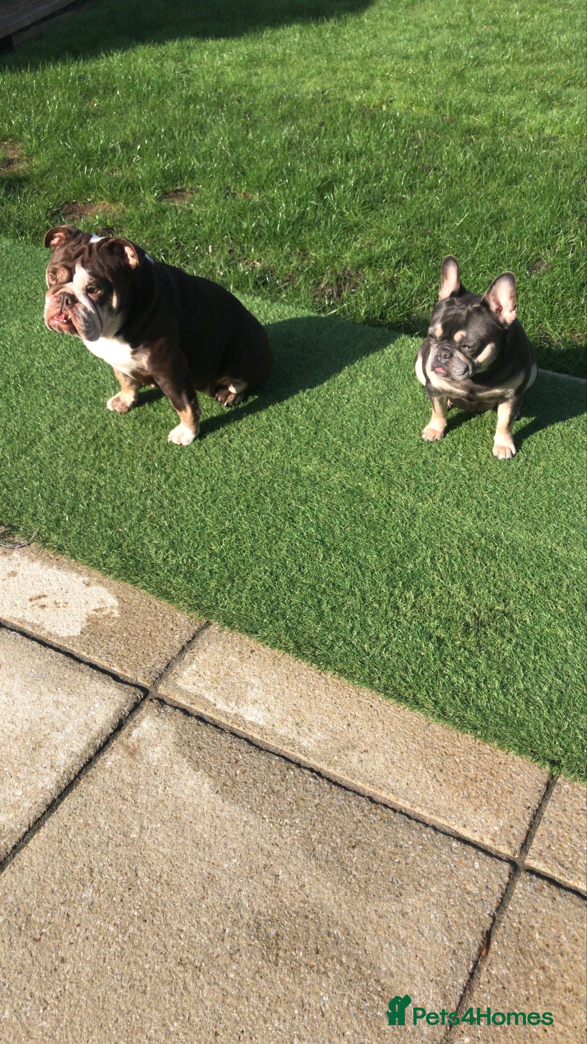 Mixed Breed dogs Cute duo best friends  - Advert 7