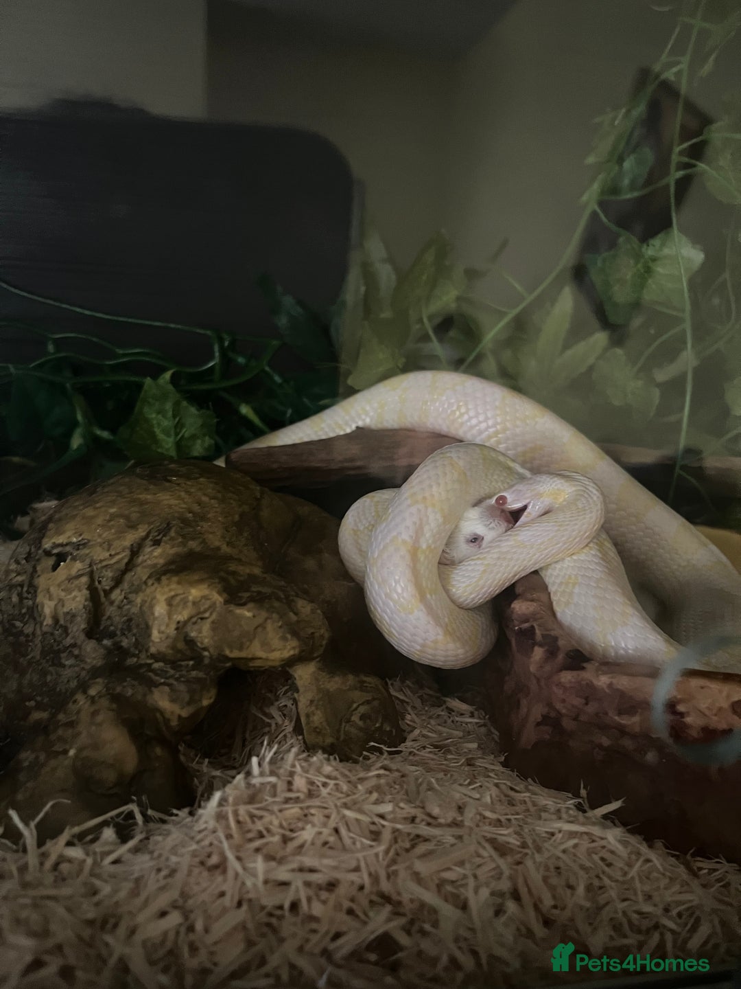 Corn Snake reptiles for sale: Ophelia the corn - Image 5
