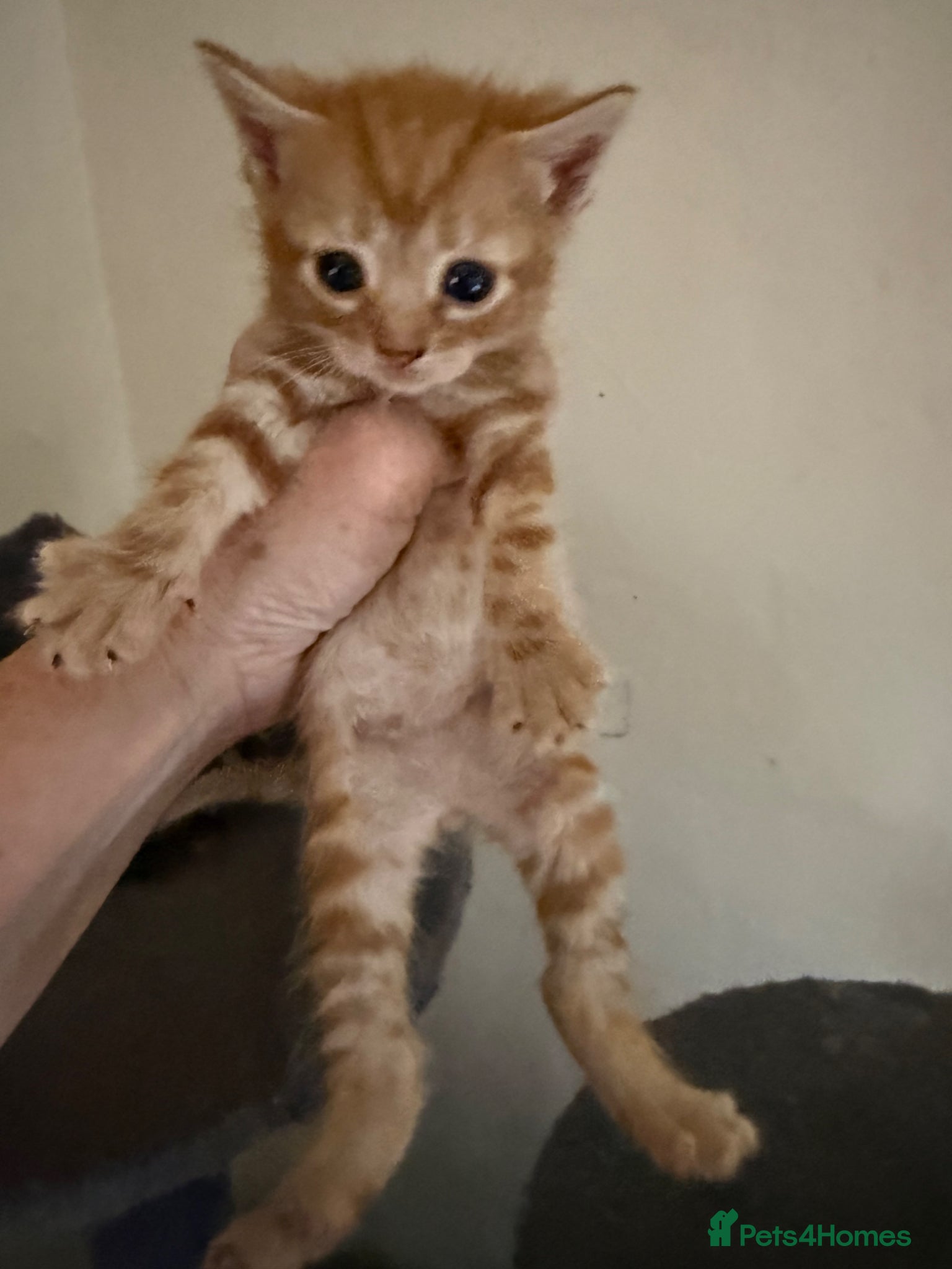 Mixed Breed cats Beautiful maincoone/shorthair kittens  - Advert 16