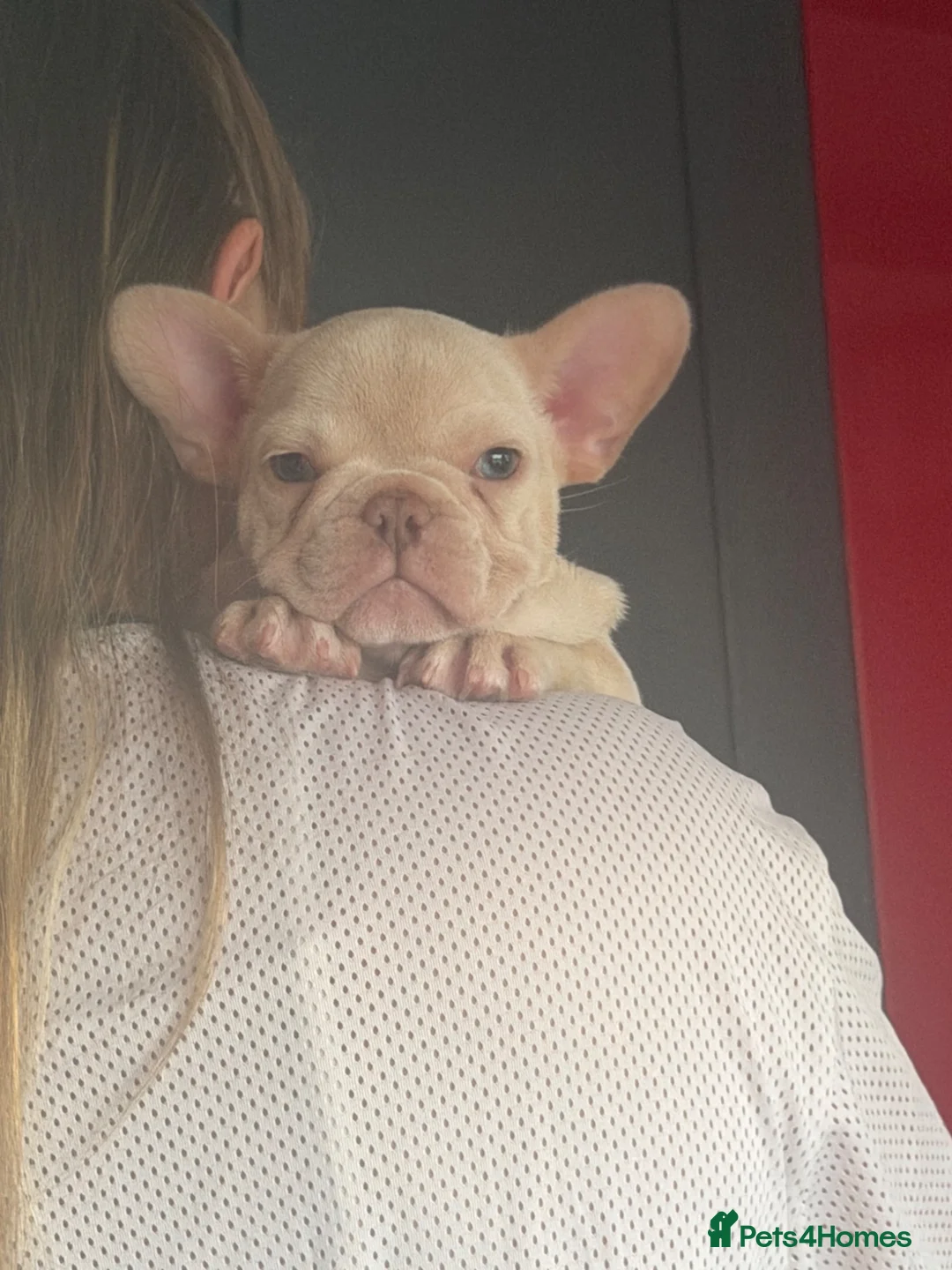 French Bulldog dogs for sale: Cream French bulldog girl  - Advert 1