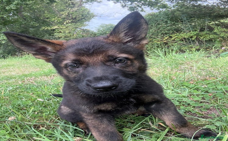 German Shepherd dogs - Advert 3
