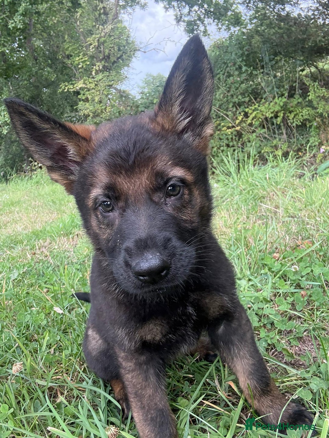 German Shepherd dogs for sale: Germany 🇩🇪 shepherd puppies dogs 🐕 big boned - Image 1