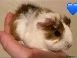 Guinea Pig rodents Gorgeous guinea pigs - Advert 11