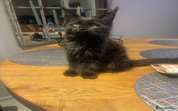 Maine Coon cats for sale: Beautiful Pure Breed Female Maine Coon Kitten - Image 6