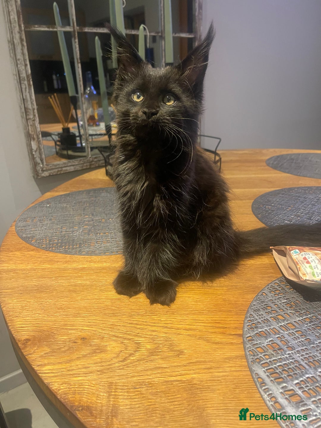 Maine Coon cats for sale: Beautiful Pure Breed Female Maine Coon Kitten - Image 6