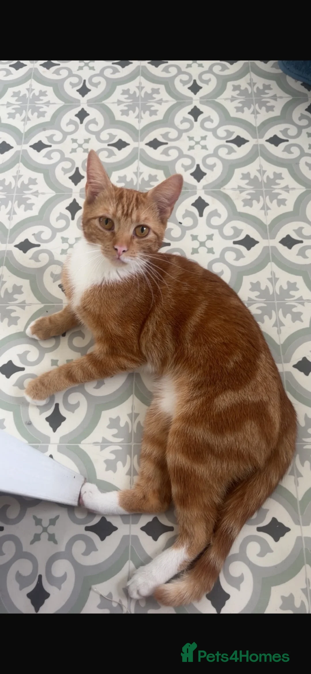 Mixed Breed cats for sale: Female tortoiseshell kitten - Advert 8