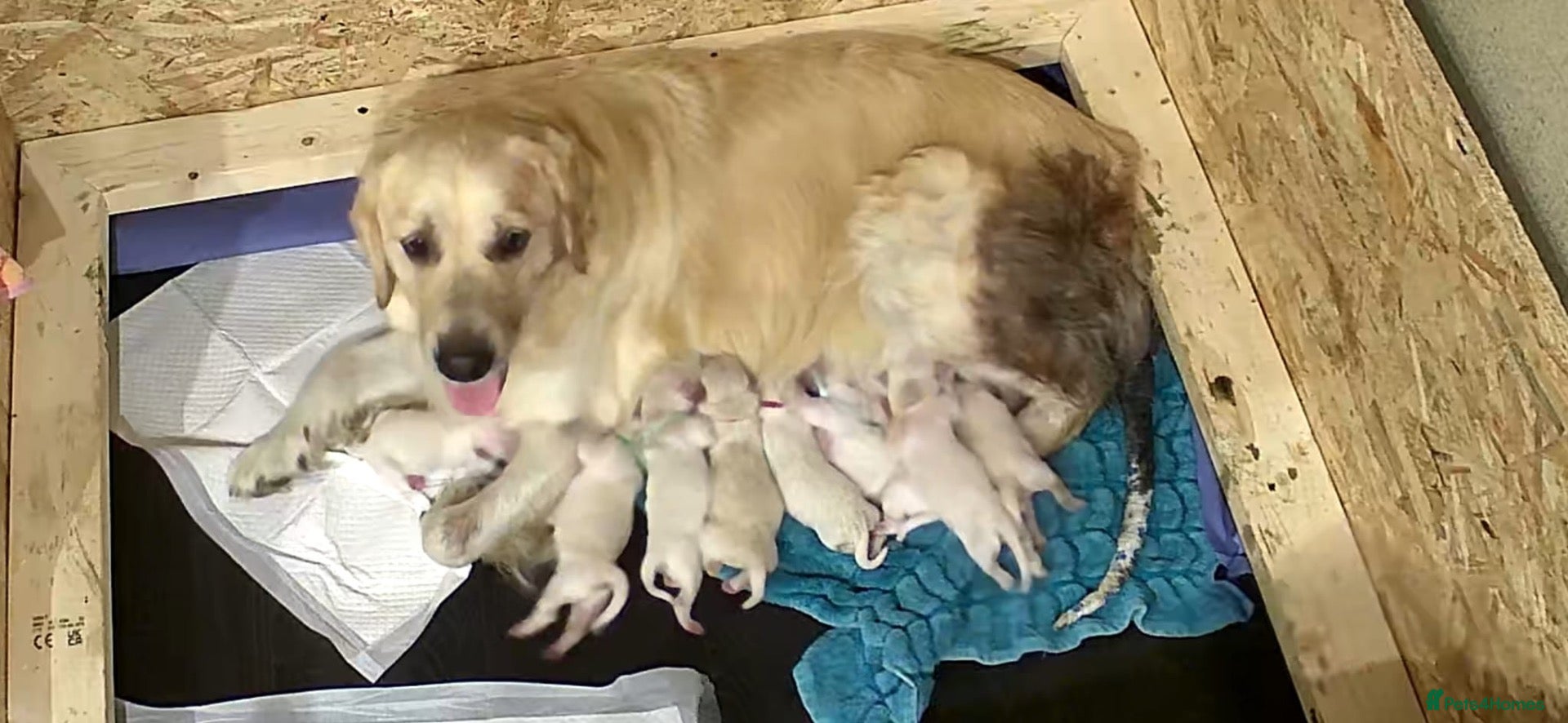 Golden Retriever dogs Parents to Be!  - Advert 12