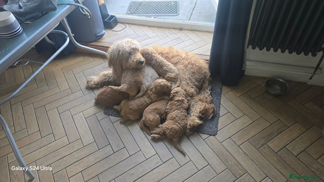 Goldendoodle dogs for sale: Australian Goldendoodle - Advert 8