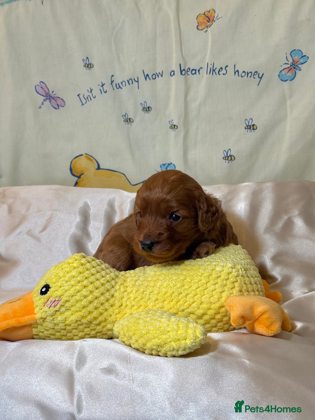 Cavapoo dogs for sale: 6 Cute Cavapoo puppies 6 - ready for homes in feb  - Advert 27