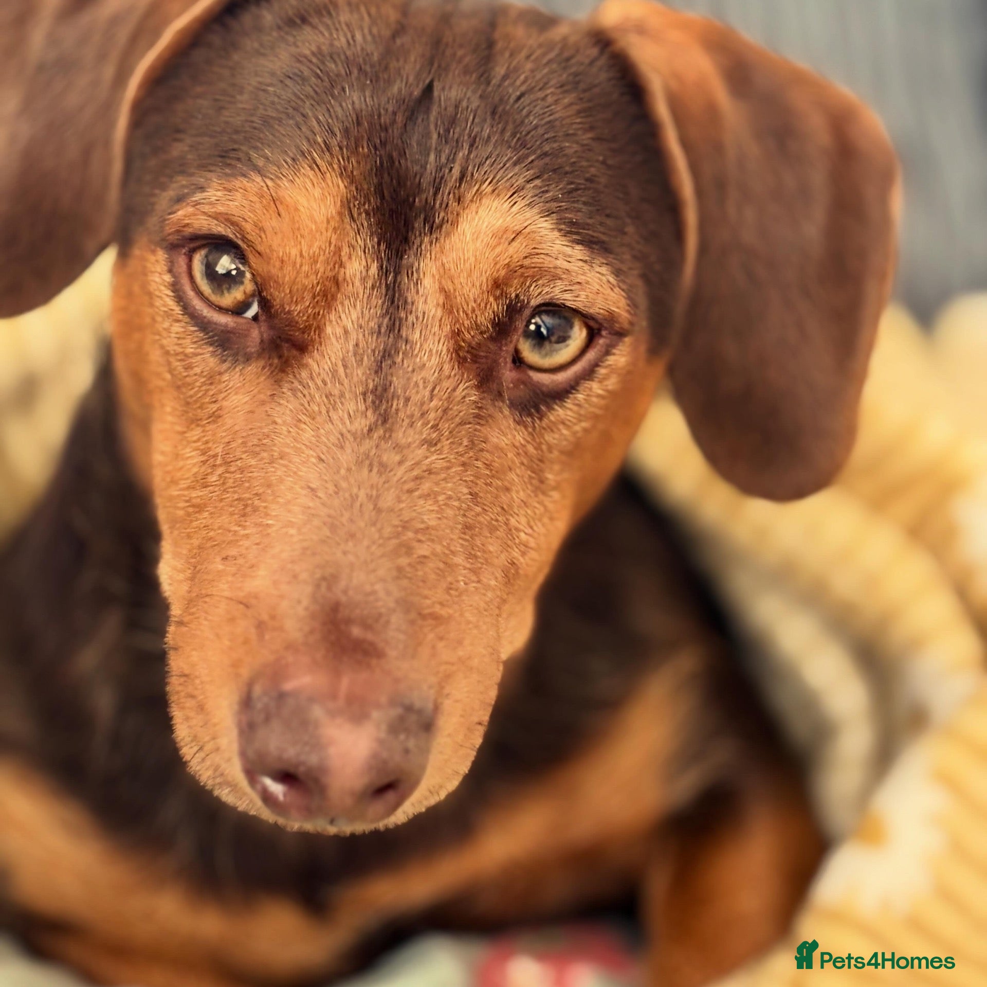 Mixed Breed dogs Dachshund mix - Advert 8