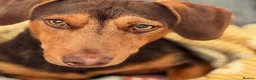 Mixed Breed dogs for sale: Dachshund mix - Advert 1