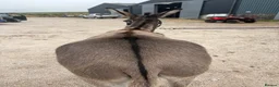 Donkey livestock for sale: Stunning Nelly  - Advert 4