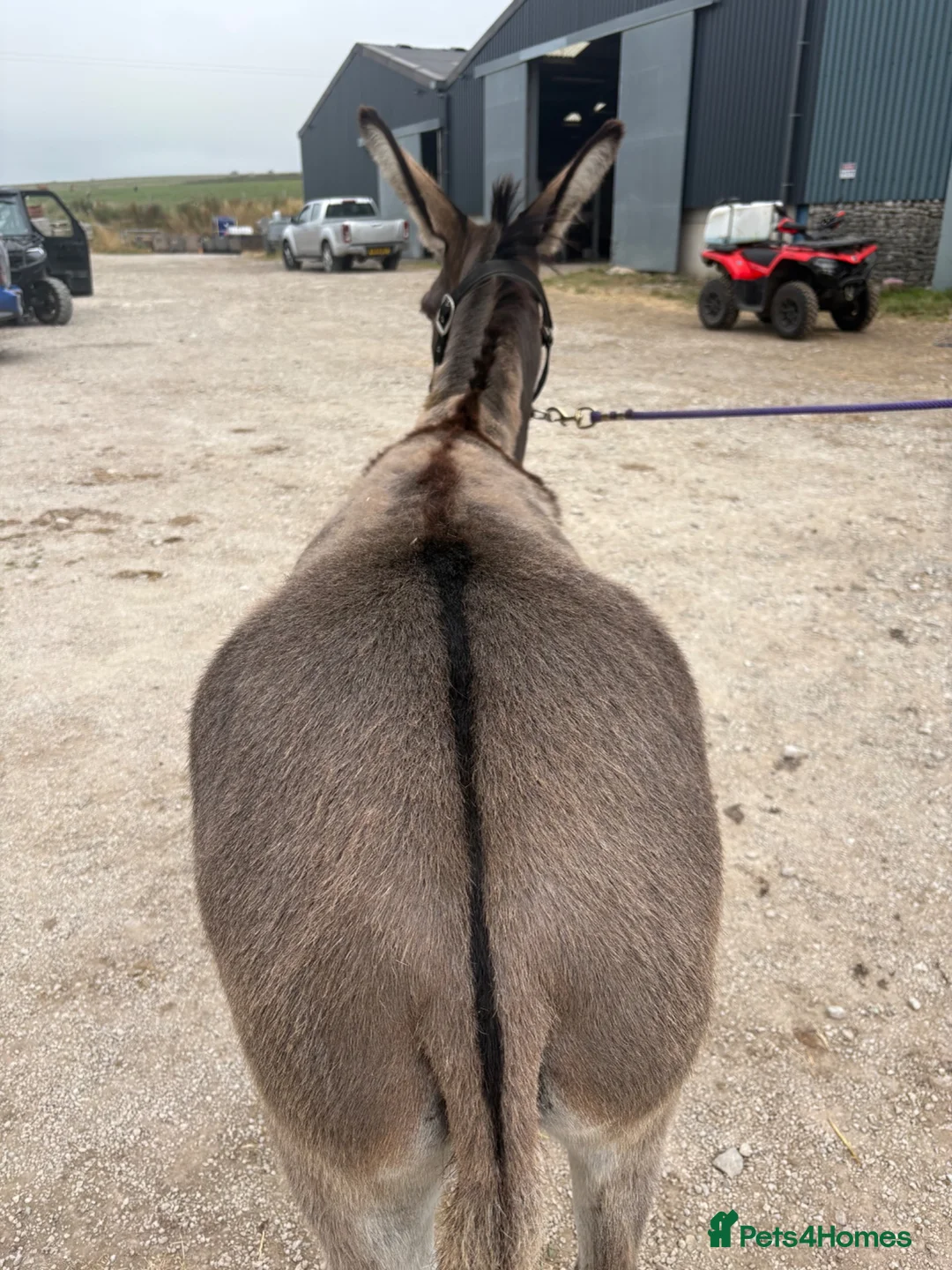 Donkey livestock for sale: Stunning Nelly  - Advert 4