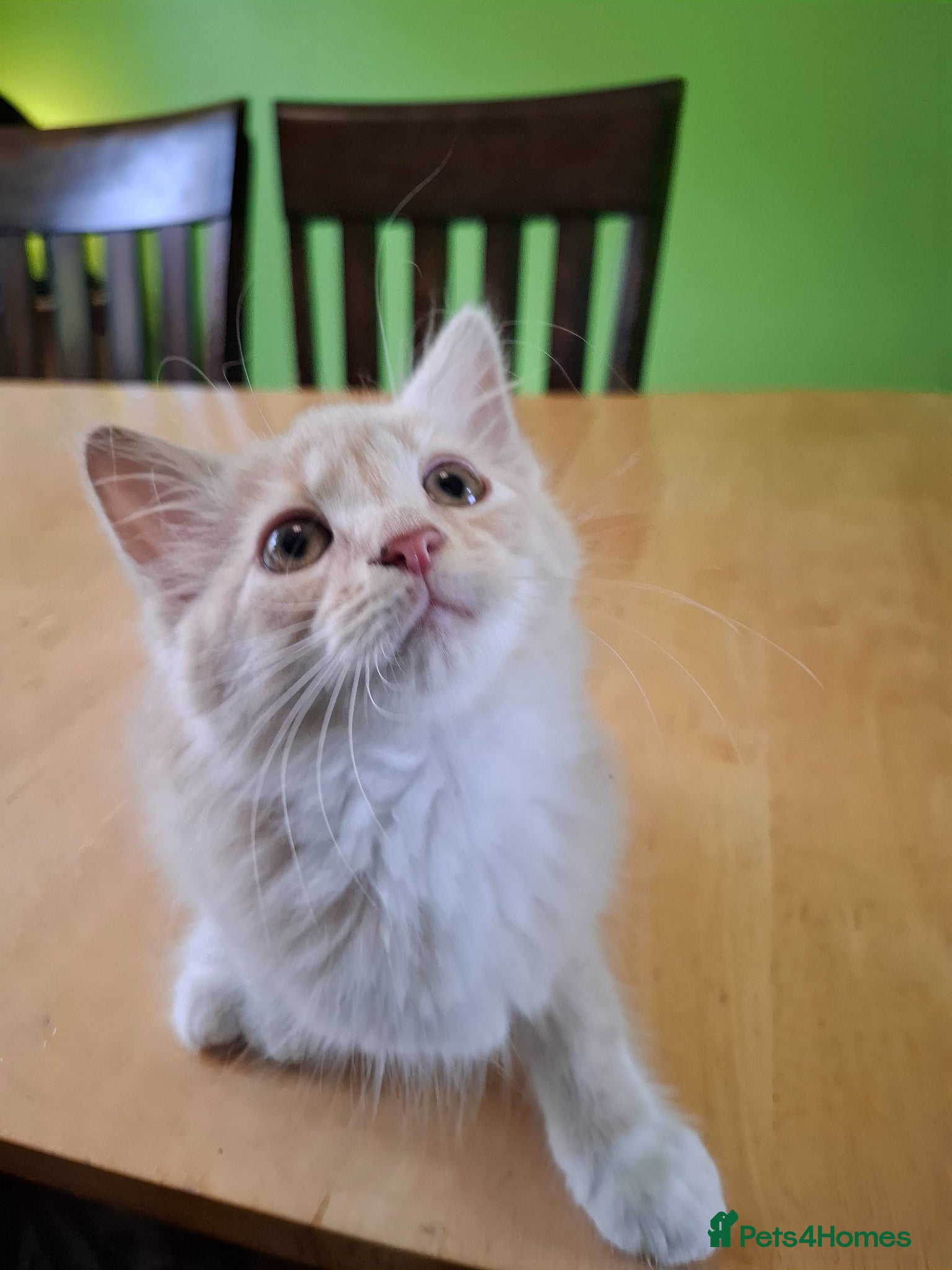 Mixed Breed cats for sale: Six 9 week old Kittens   - Advert 28