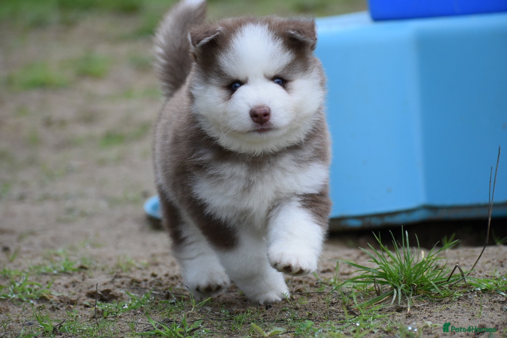 Pomsky dogs Genuine Celtic Star F3 Pomskies Available  - Advert 1