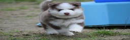 Pomsky dogs for sale: Genuine Celtic Star F3 Pomskies Available  - Advert 1