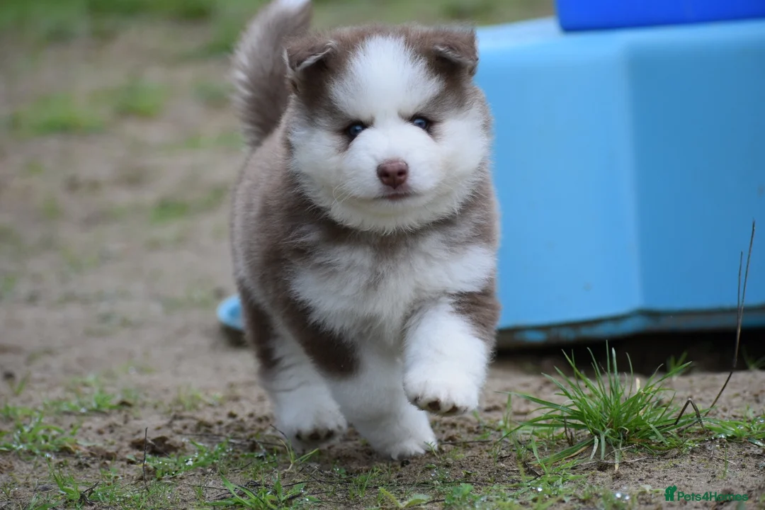 Pomsky dogs for sale: Genuine Celtic Star F3 Pomskies Available  - Advert 1