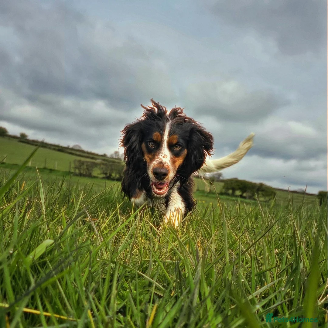 Cocker Spaniel dogs for sale: Cocker Spaniel Female  - Advert 5