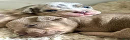 Mixed Breed dogs for sale: Exotic bullies - English bulldog x American bully - Advert 25