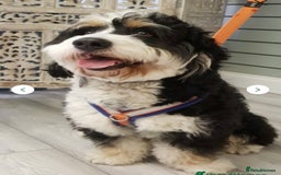 Bernedoodle dogs for sale: Mini Bernedoodle **waiting list** - Image 15
