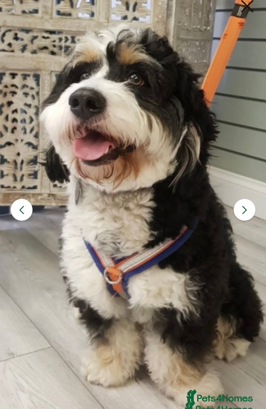 Bernedoodle dogs for sale: Mini Bernedoodle **waiting list** - Image 15