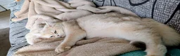 British Shorthair cats for sale: Fantastic boy and very nice girl  - Advert 27