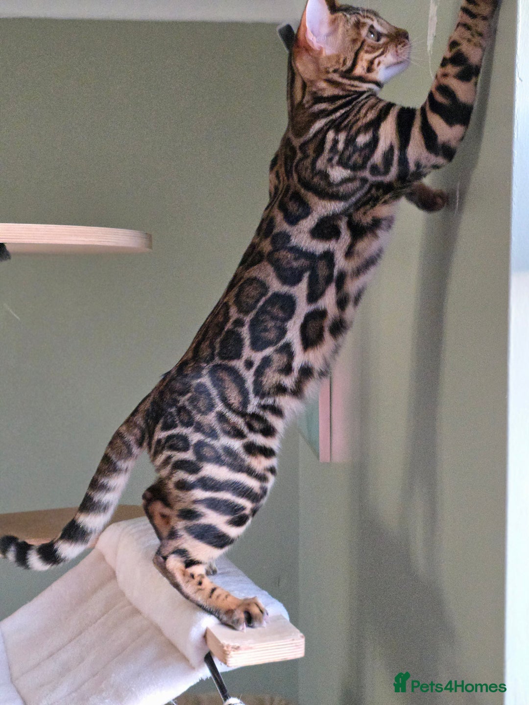 Bengal cats for sale: Brown Rosetted Bengal Prince  - Advert 20