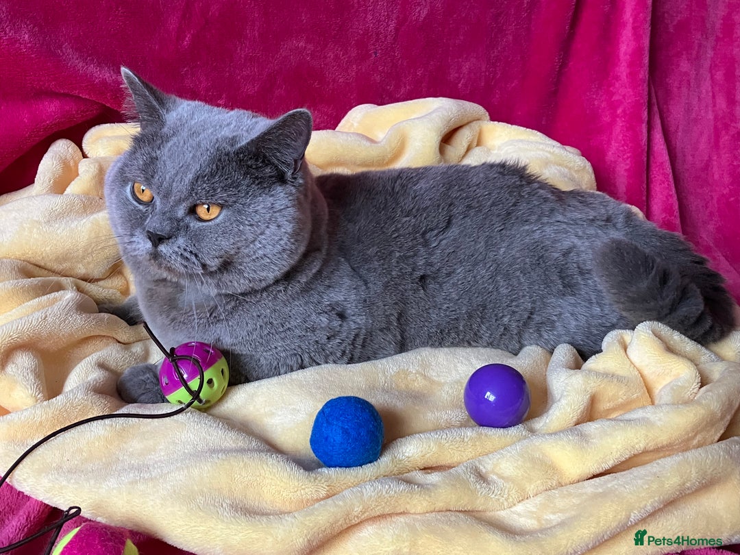 British Shorthair cats for stud: BSH STUD🏆ChampionBloodline 5GEN-Pedigree GCCF🌟💎 in Solihull - Advert 7