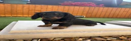 Miniature Dachshund dogs for sale: Miniature dachshund puppies - Advert 16