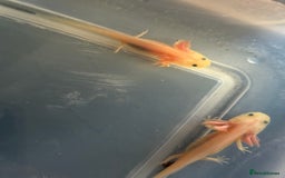 Axolotl reptiles for sale: Baby axolotls  - Advert 7