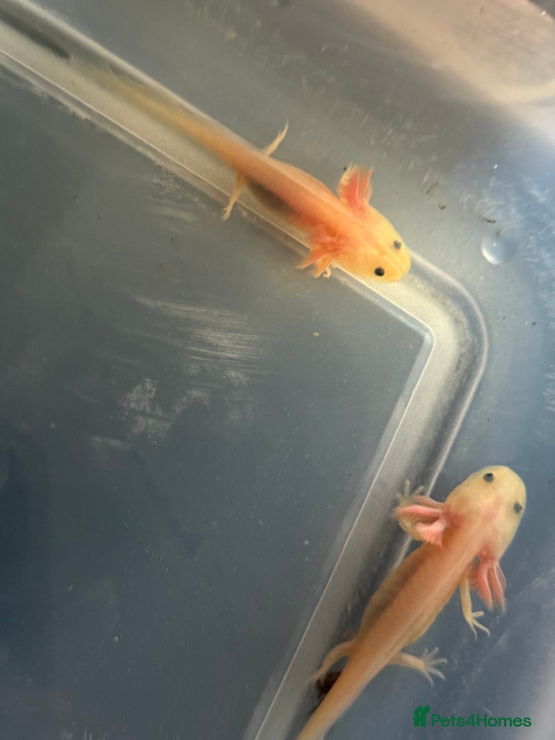 Axolotl reptiles for sale: Baby axolotls  - Advert 7