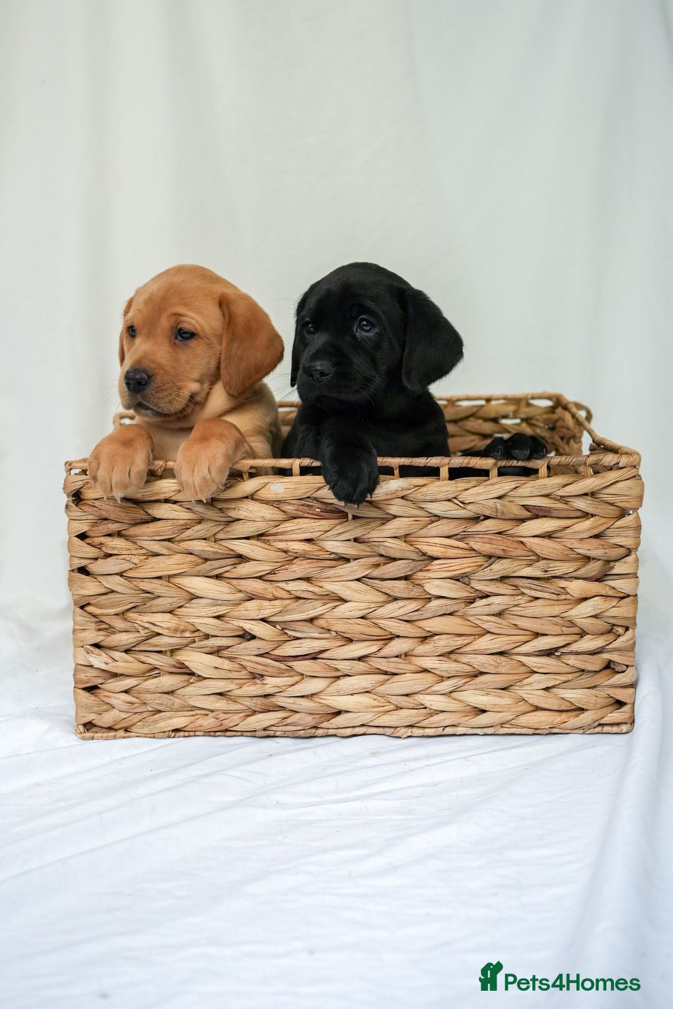 Labrador Retriever dogs KC Labrador Puppies - Licensed Breeder  - Advert 2