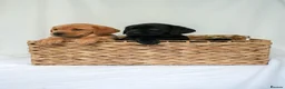 Labrador Retriever dogs for sale: KC Labrador Puppies - Licensed Breeder READY NOW - Advert 4