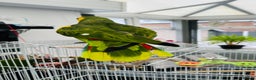 Parrots birds for sale: Blue-Fronted Amazon parrot - Advert 4
