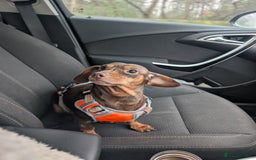 Miniature Dachshund dogs for sale: Beautiful chocolate and tan mini daushund  - Image 2