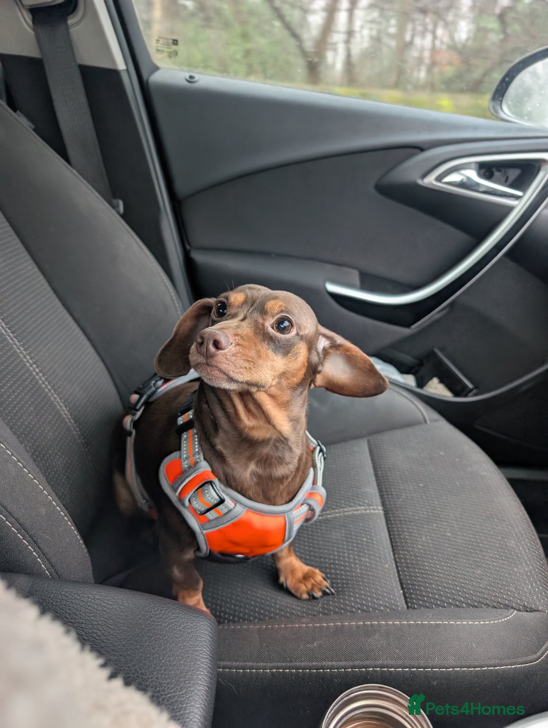 Miniature Dachshund dogs for sale: Beautiful chocolate and tan mini daushund  - Image 2