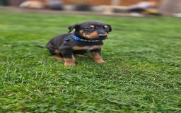 Mixed Breed dogs for sale: Dobermann cross puppies  - Image 5