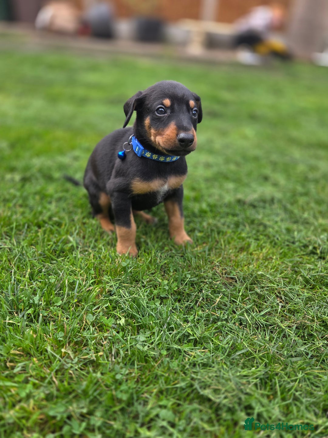 Mixed Breed dogs for sale: Dobermann cross puppies  - Image 5