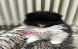 Pomeranian dogs for sale: Pomeranian Pups - Ready for new homes 💕 - Advert 31