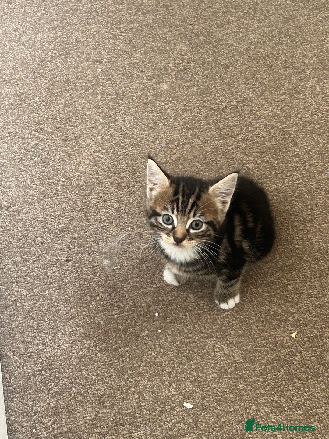 Norwegian Forest Cat cats for sale: Norwegian kittens x  - Image 3