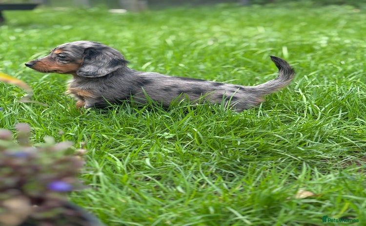 Miniature Dachshund dogs Longhaired silver dapple carrying cream  - Advert 7