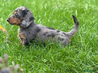Miniature Dachshund dogs Longhaired silver dapple carrying cream - Advert 17