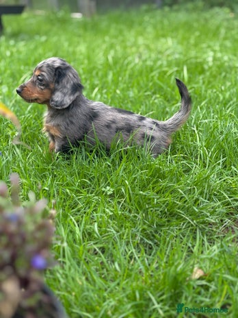 Miniature Dachshund dogs Longhaired silver dapple carrying cream - Advert 7